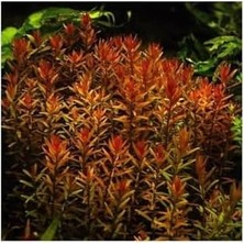 Rotala Indica Saksı Canlı Bitki B105
