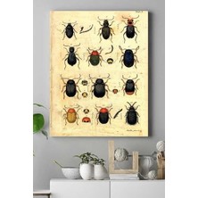 Bliss Store (PSTER15390) Böcek Koleksiyonu Kanvas Tablo 30 x 40