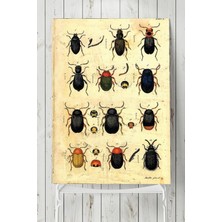 Bliss Store (PSTER3199) Böcek Koleksiyonu Poster