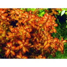 Bliss Store Ludwigia Senegalensis Guinea Saksı Canlı Bitki