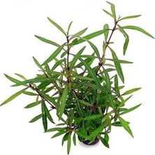 Bliss Store Hygrophila Lancea Araguaia Saksı Canlı Bitki