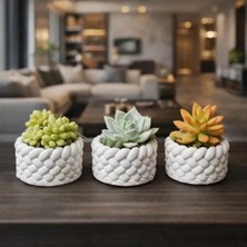 Esranın Dünyası El Yapımı Mini Saksı Seti, 5 Cm, Modern Beton Tasarım