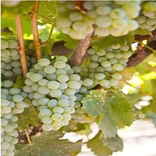 Esranın Dünyası Verimli Sauvignon Blanc Üzüm Fidanı, Tüplü ve Sağlıklı Gelişim