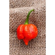 Esranın Dünyası Trinidad Scorpion Biber Tohumu, Dünyanın En Acı Biberi, 10+ Adet
