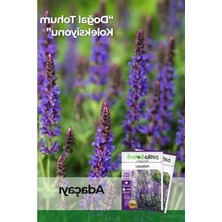 Esranın Dünyası 50 Adet Adaçayı Çiçek Tohumu, Salvia Officinalis Bitkisi
