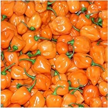 Esranın Dünyası 20 Adet Turuncu Habanero Acı Biber Tohumu - Bahçe Için