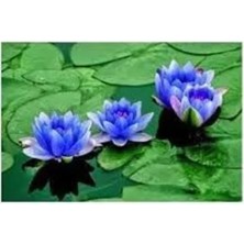 Esranın Dünyası 3 Adet Mavi Nilüfer Tohumu, Lotus Çiçeği Yetiştirme Seti