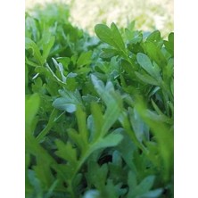Garden Doğal Yeşillik Kıl Tere 1000 Ad. Tohum