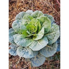 Garden Yöresel Meşhur Karadeniz Lahanası 100 Ad. Tohum