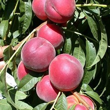 Aşılı Tam Bodur Kendine Verimli Red Elegant Şeftali Fidanı
