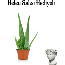 Formlu Aleo Vera Bitkisi Sevgililer Gününe Özel Helen Saksı Hediyeli, BTS001NA2052
