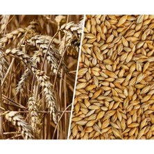Tohumu 1 kg Doğal Arpa Tane Arpa Dane Arpa Kuş Yemi Arpa Ilaçsız Arpa