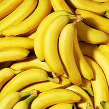 Musa Cavendish Bodur Muz Fidanı (Sınırlı Sayı)