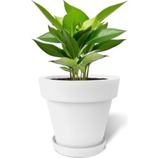 FourForce Fulya Saksı Drenajlı Dekoratif Mat Plastik Çiçek Saksısı (Beyaz Tabaklı, 50 Litre)