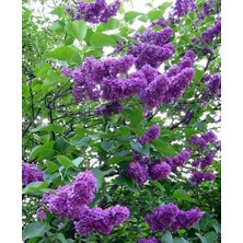 FourForce Ağacı Fidanı [syringa Chinensis) 3 Yaş