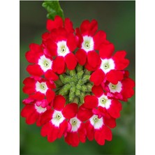 FourForce Yayılıcı Kırmızı Mine Çiçeği 1 Adet Saksılı 15-30 cm Bahçe Yer Bitkisi (Verbena Officinalis)