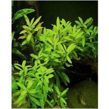 Esranın Dünyası Canlı Hy Gophila Polysperma Ceylon Zeytin Bitkisi - 6-8 Kök