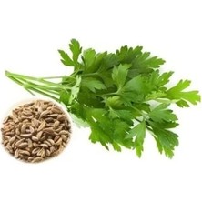 Iri Yaprak Maydanoz Tohumu - 10 Gram