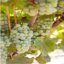 Tüplü Verimli Sauvignon Blanc Üzüm Fidanı