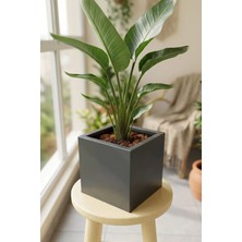 Desen Dekorasyon Zenith 25 cm Kare Küp Metal Saksı - Iç & Dış Mekan Modern Dekoratif Saksılık (25X25X25 Cm)