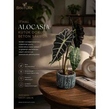 🌿🪵 Bitkitürk Kütük Dokulu Beton Saksıda Alocasia – Premium Dekoratif Iç Mekân Bitkisi 🪵🌿