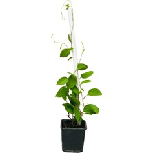 Kamil Erdoğan Tarım Gıda Şizandra Üzümü (Vitalberry Schisandra Chinensis) 2 Yaş 1.5 Lt Saksıda