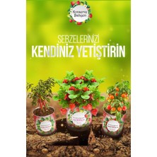 Hereveoyuncak Konserve Bahçem Evde Konservede Kekik Dağ Kekiği Yetiştirme Kitii