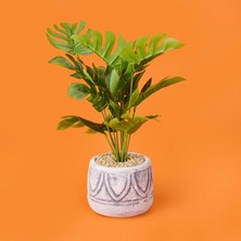 Matmel Beyaz Saksıda Deve Tabanı - Renkli - 13X38 cm