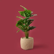 Objevi Hasır Saksıda Deve Tabanı - Renkli - 90X26 cm