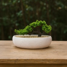 Objevi Desenli Elips Saksıda Bonsai - Renkli - 24X33 cm