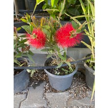 Fırça Çalısı  Callistemon