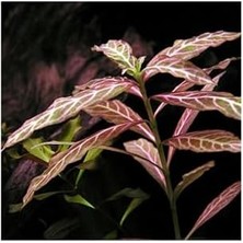 Peri Store Hygrophila Rosanervig Zeytin Saksı Canlı Bitki