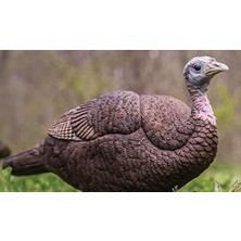 Peri Store Lil Gobstopper Hen And Jake Combo