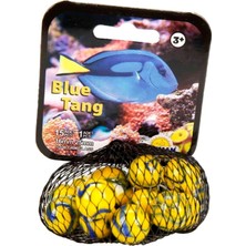 Şeker Adası Filede Kaliteli Deniz Hayvanları Misket 1 / Blue Tang