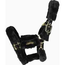 Kentucky Horsewear Kuzu Postlu Transport At Halteri
