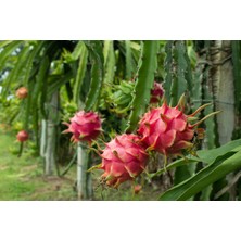 Bakımcı Global Pitaya (Ejder Meyvesi) Fidanı