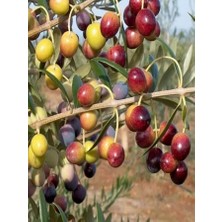 Arbequina Zeytin Fidanı