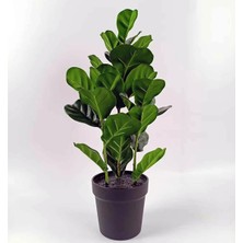 Koçtaş Yapay Bitki Ficus Lyrata