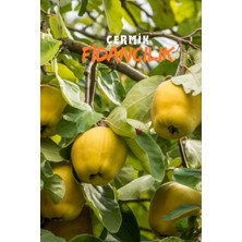 Çermik Fidancılık 5 Adet Aşılı Bodur Eşme Ayva Fidanı 3 Yaş