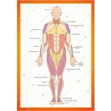 Prime Concept Ports Of The Body Ingilizce Poster 50X70 cm - Vinil ( Branda )