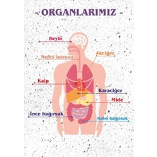 Prime Concept Organlarımız Afişi 35 x 50