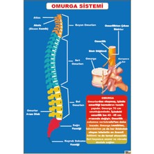 Prime Concept Omurga Sistemi Afişi (Vinil) 70X100 cm