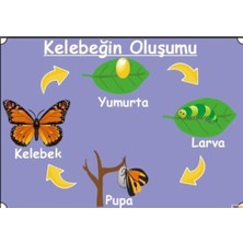 Prime Concept Kelebeğin Oluşumu Afişi (Vinil) 70X100 cm