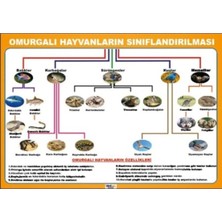 Prime Concept Omurgalı Hayvanların Sınıflandırılması Afişi (Vinil) 35X50 cm