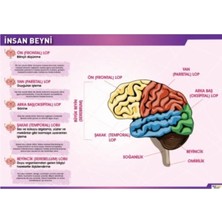 Prime Concept Insan Beyni Afişi (Vinil) 50X70 cm