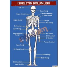 Prime Concept Iskeletin Bölümleri Afişi (Vinil) 35X50 cm