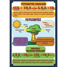 Prime Concept Fotosentez Denklemi Afişi