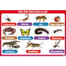 Prime Concept Eklem Bacaklılar Posteri (Vinil) 70X100 cm