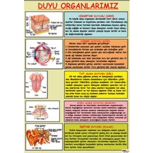 Prime Concept Duyu Organlarımızın Özellikleri Afişi (Vinil) 70X100 cm