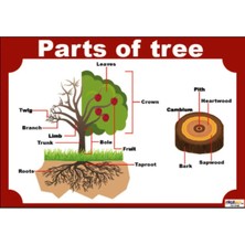 Prime Concept Ingilizce Parts Of Tree Afişi (Vinil) 50X70 cm